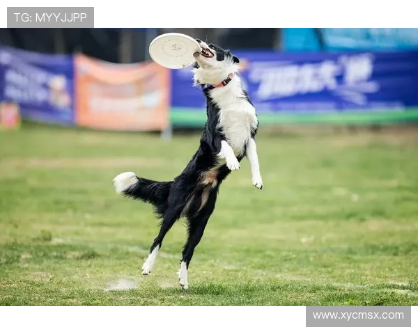 西安飞盘队在世界滑板锦标赛中的速度表现分析与点评